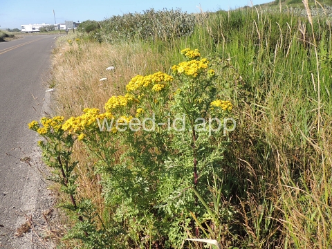 ragwort, tansy